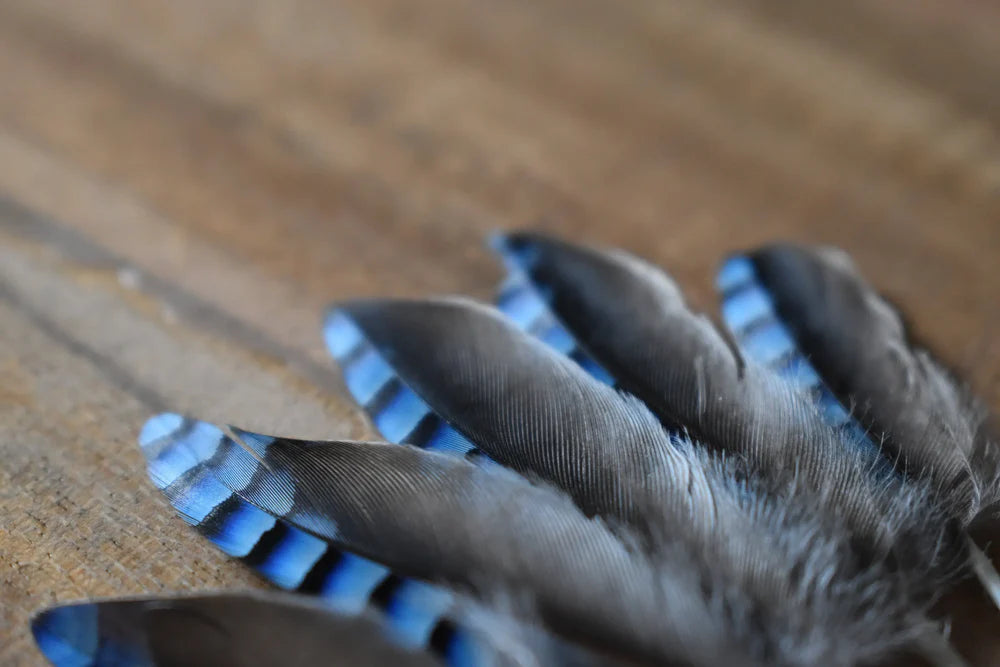 Sky blue European jay feathers