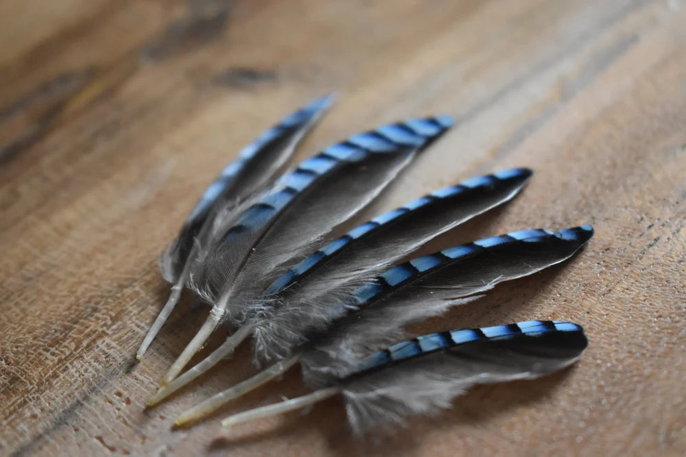 Sky blue European jay feathers