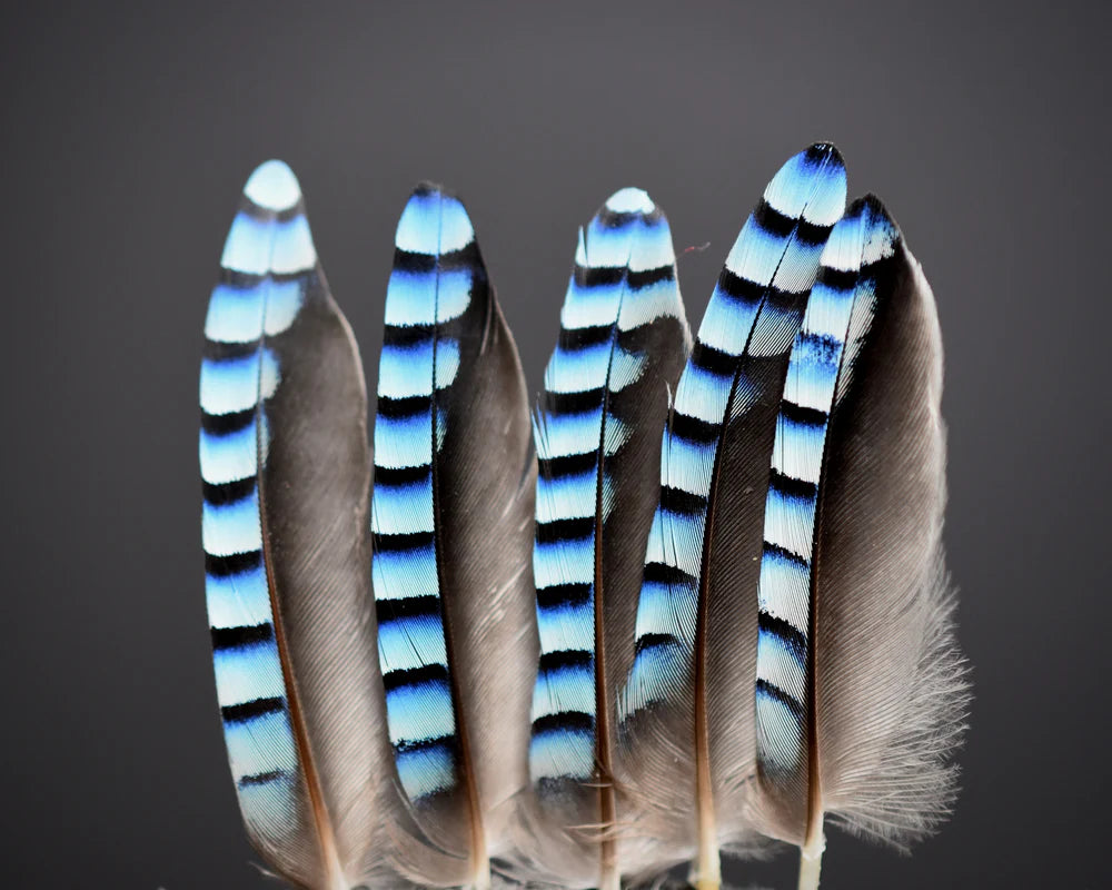 Sky blue European jay feathers