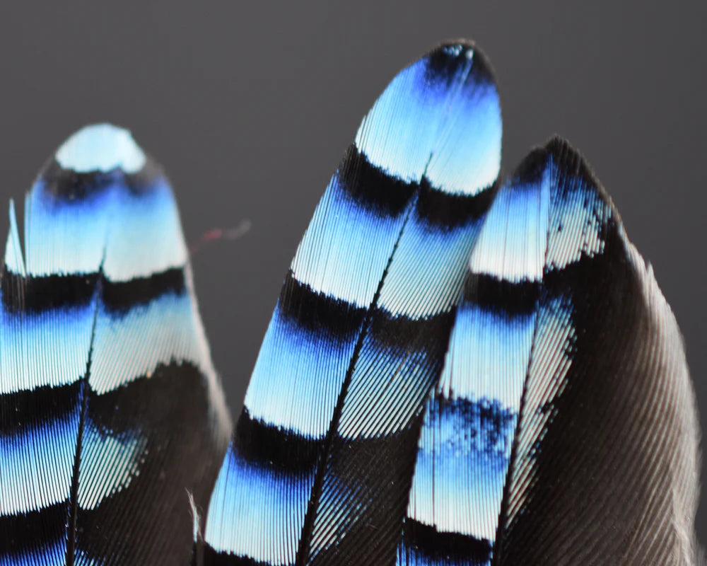 Sky blue European jay feathers