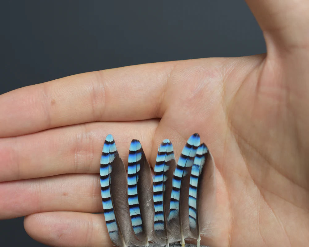 Sky blue European jay feathers