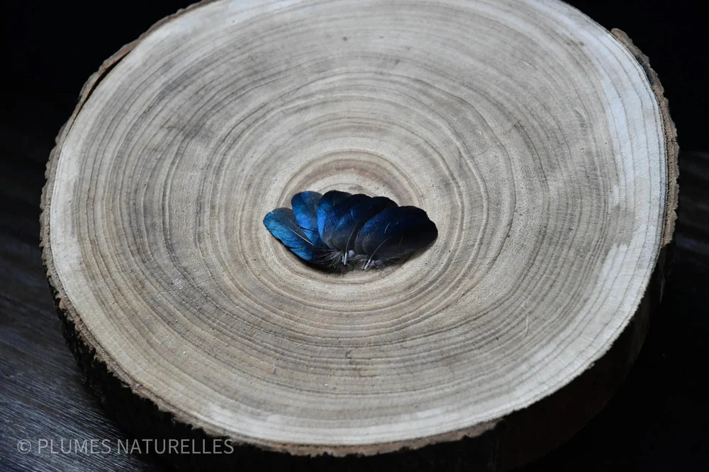 Small black and blue magpie feathers 2.4 in