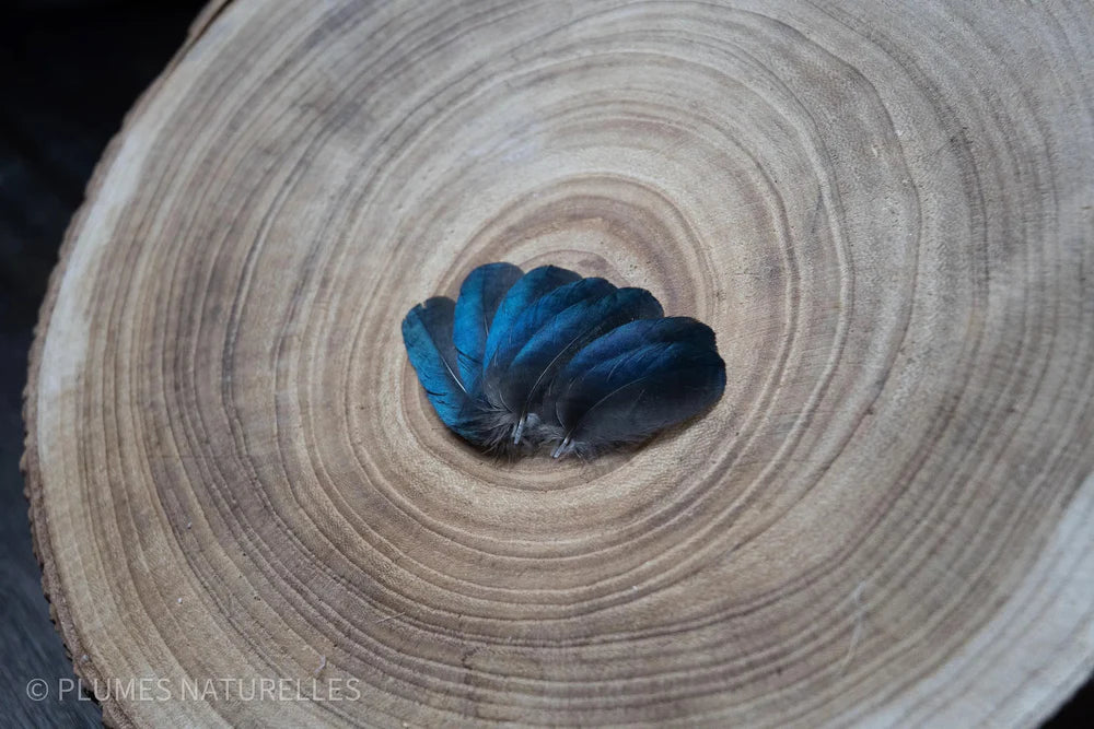 Small black and blue magpie feathers 2.4 in