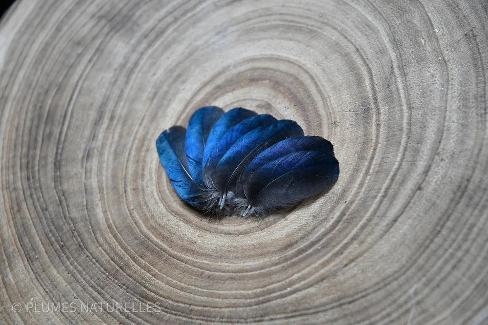 Small black and blue magpie feathers 2.4 in