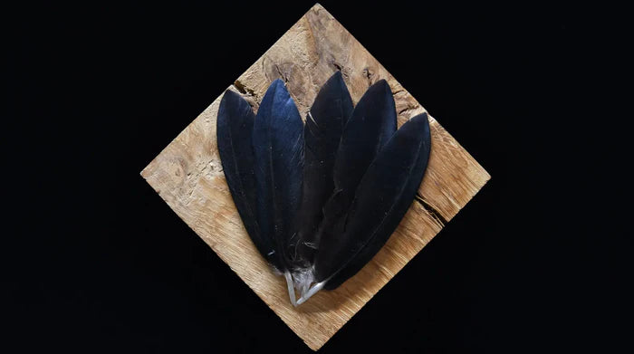 Small black crow feathers