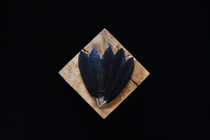 Small black crow feathers