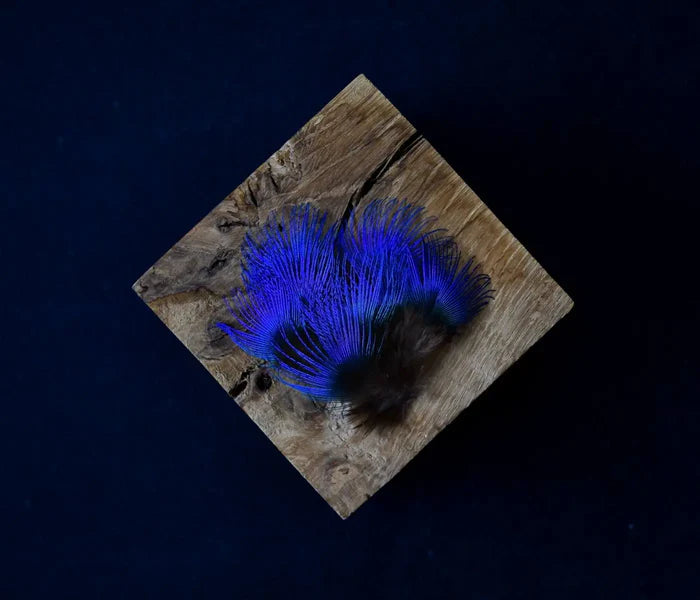 Small blue peacock feathers