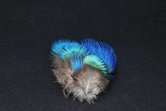 Small blue peacock feathers