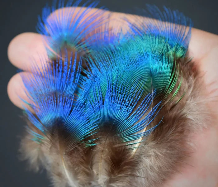 Small blue peacock feathers