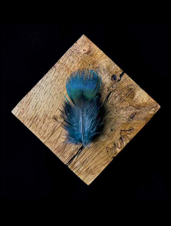 Small blue peacock feathers