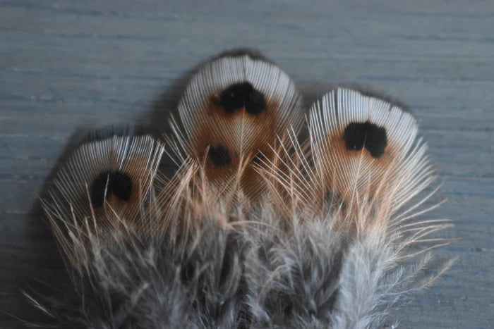 Small common pheasant feathers - 1.2 to 2 in