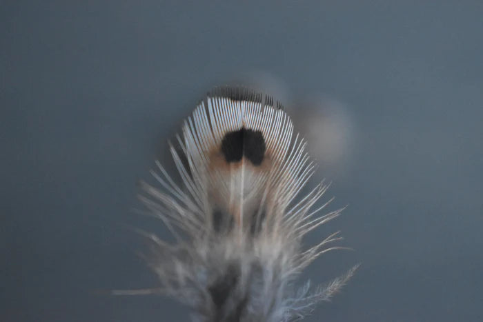 Small common pheasant feathers - 1.2 to 2 in