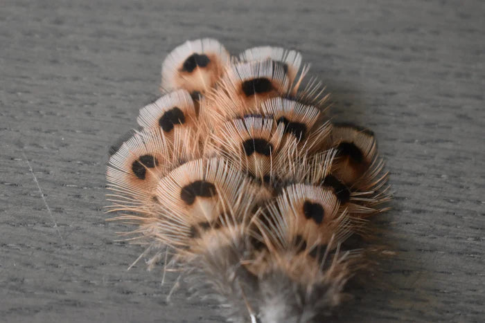 Small common pheasant feathers - 1.2 to 2 in