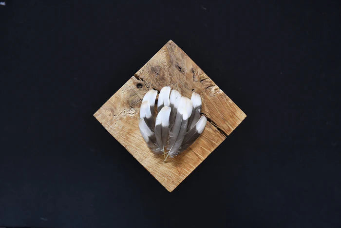 Small gray and white duck feathers