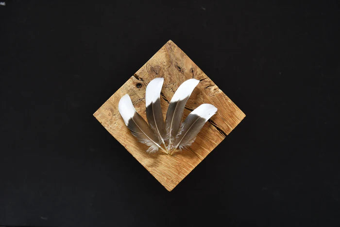 Small gray and white duck feathers