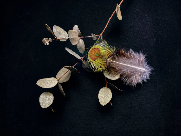 Small green and brown peacock feathers