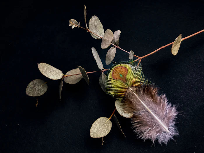 Small green and brown peacock feathers