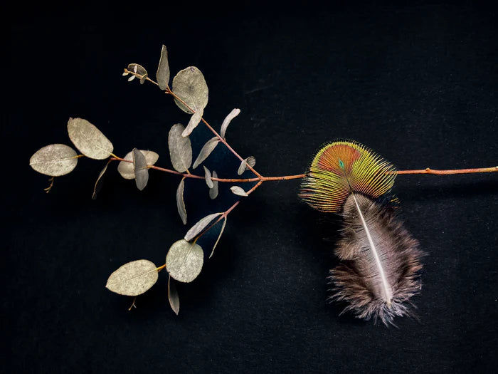 Small green and brown peacock feathers