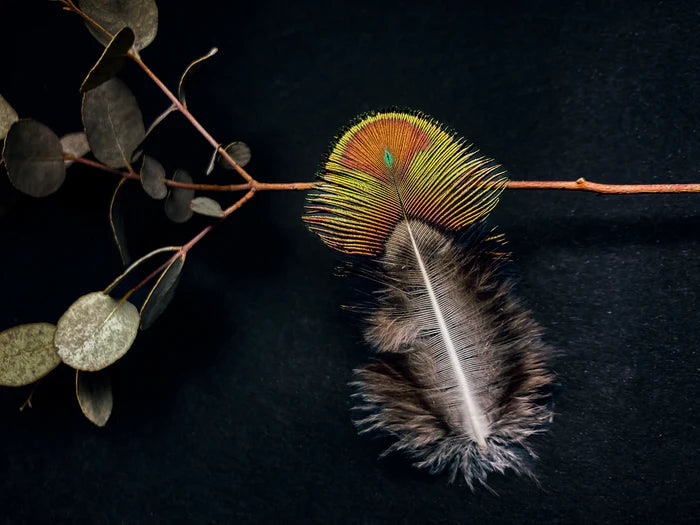 Small green and brown peacock feathers