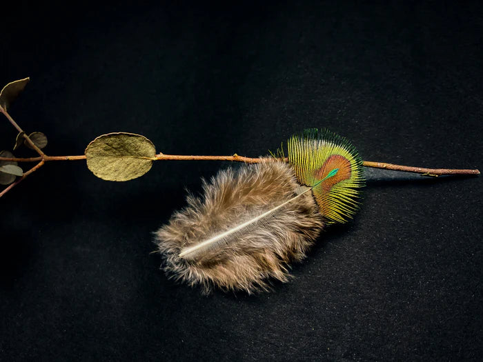 Small green and brown peacock feathers