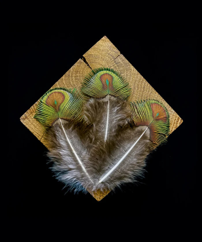 Small green and brown peacock feathers