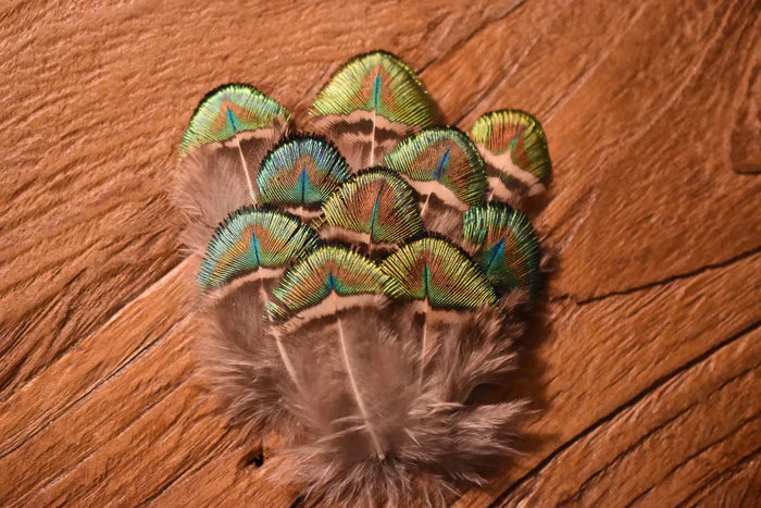 Small green peacock feathers