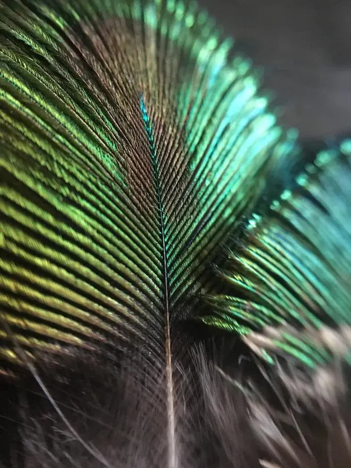 Small green peacock feathers