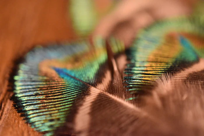 Small green peacock feathers