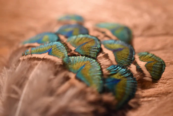 Small green peacock feathers