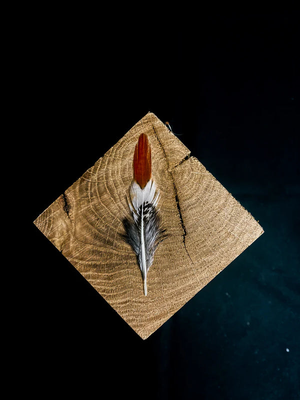 Lady Amherst pheasant feathers white orange - 2.4 to 4 in