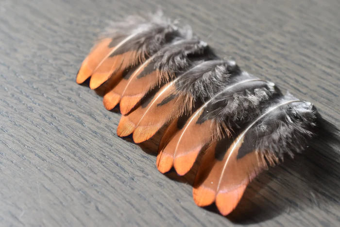 Small orange and gray pheasant feathers