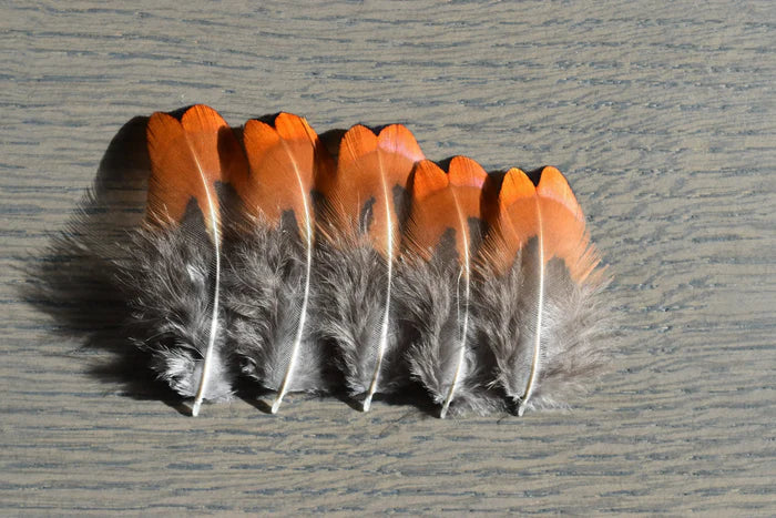 Small orange and gray pheasant feathers