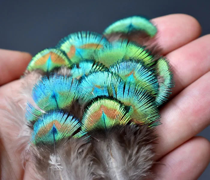 Small peacock feathers - 2 in