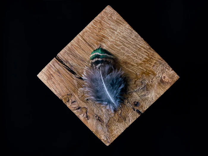 Small peacock feathers - 2.4 to 3.2 in