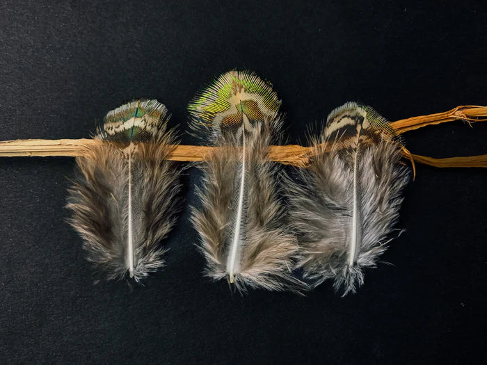 Small peacock feathers - 2.4 to 3.2 in