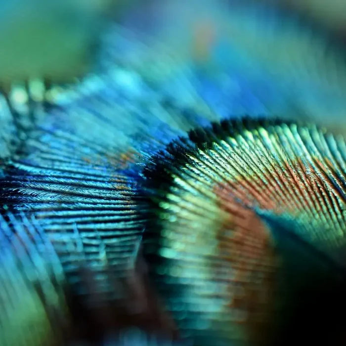 Small peacock feathers - 2 in