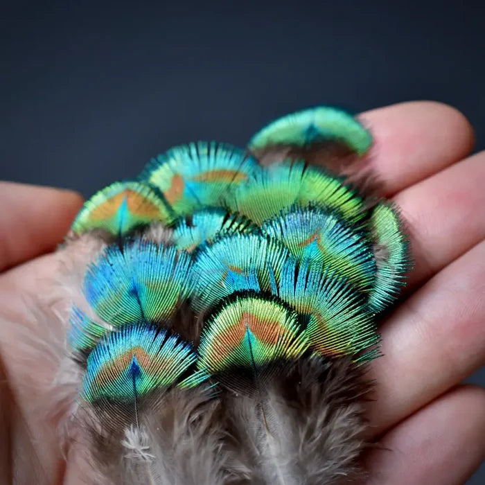 Small peacock feathers - 2 in