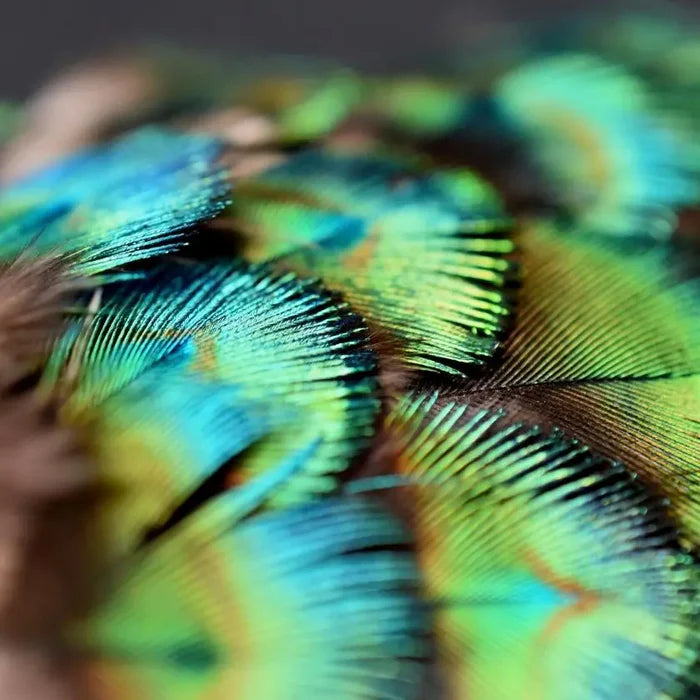 Small peacock feathers - 2 in