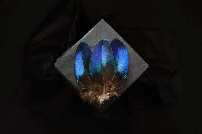 Small rare blue peacock feathers