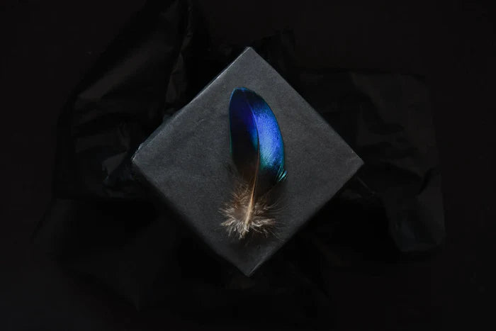 Small rare blue peacock feathers