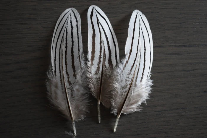 Small silver pheasant feathers - 2.4 to 4.8 in