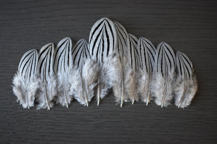 Small silver pheasant feathers - 2.4 to 4.8 in