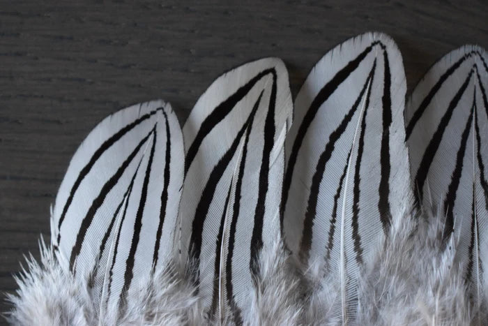 Small silver pheasant feathers - 2.4 to 4.8 in