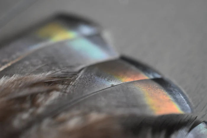 Small turkey feathers