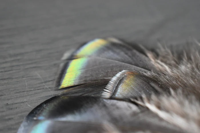 Small turkey feathers