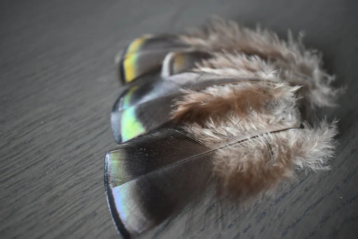 Small turkey feathers