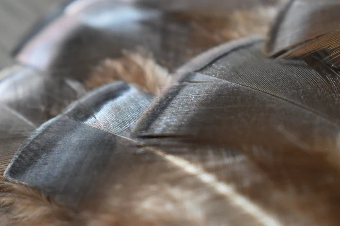 Small turkey feathers