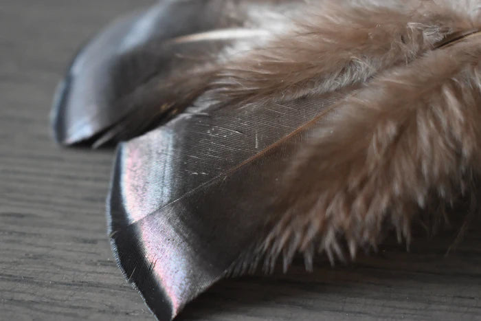 Small turkey feathers