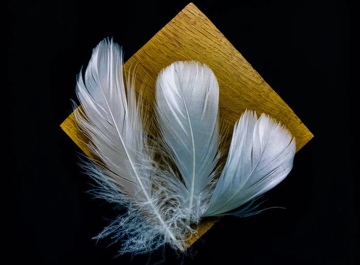 Small white goose feathers