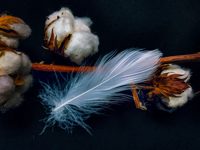 Small white goose feathers